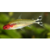 Zwinnik czerwonousty, rodostomus zwinnik